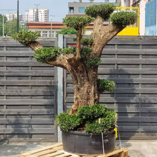 Drzewko oliwne bonsai rozgałęzione Olea europaea 195 210 cm Rośliny