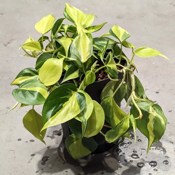 Philodendron grand brazil MK15/19 Filodendron pnący