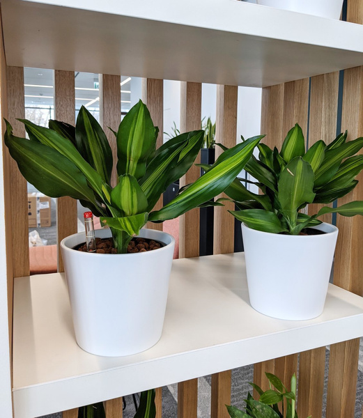 VASA 7/6,5 (MK5/5) mini osłonka ceramiczna kremowa matowa