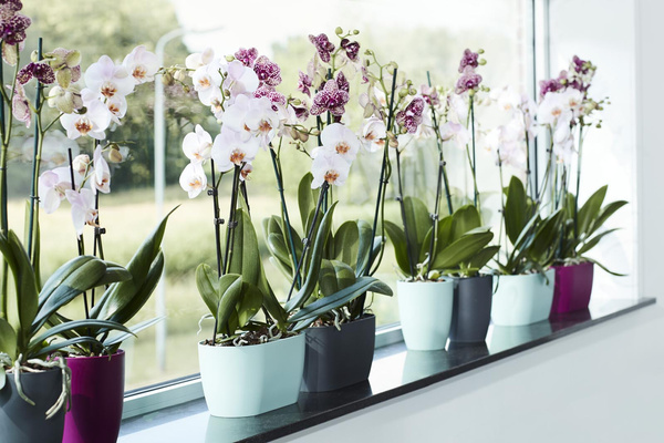 BRUSSELS ORCHID DUO 25 doniczka na storczyki biała