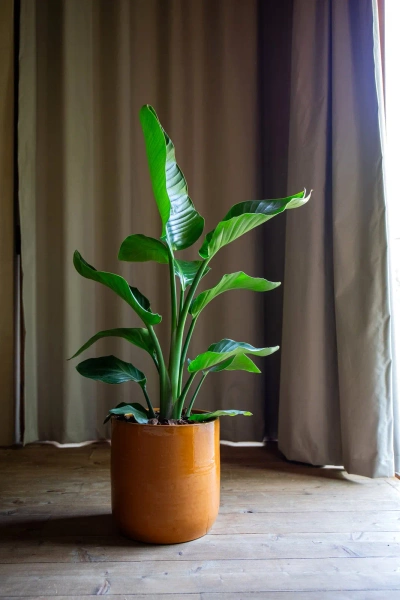 Jupiter 28/28 osłonka ceramiczna niebieska