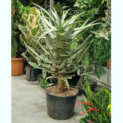 Aloe dichotoma Stem aloes 110 cm