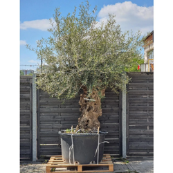 Drzewko oliwne bonsai Oliwka europejska 270 cm