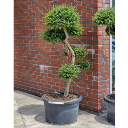 Drzewko oliwne sylvestris bonsai 190 cm