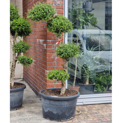 Drzewo oliwne sylvestris bonsai 180 cm