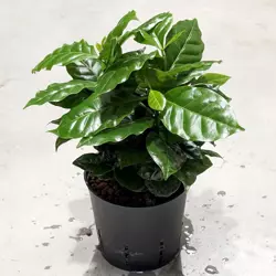 Kawa Coffea arabica 35 cm MK13/12 w hydroponice