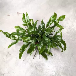 Microsorum diversifolium 28 cm MK13/12