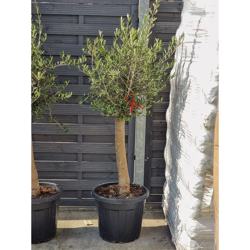 Olea europaea drzewko oliwne 190 cm