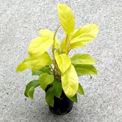 Philodendron malay gold 45 cm  MK13/12 filodendron w hydroponice