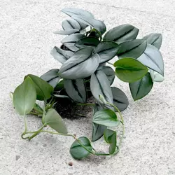 Philodendron metal green MK13/12 filodendron w hydroponice