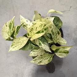 Scindapsus marble queen MK13/12 w hydroponice