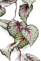 Sztuczna Begonia różowo-szara wisząca 110 cm