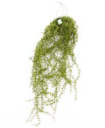 Sztuczne Senecio Starzec pnącze wiszący 70 cm w doniczce