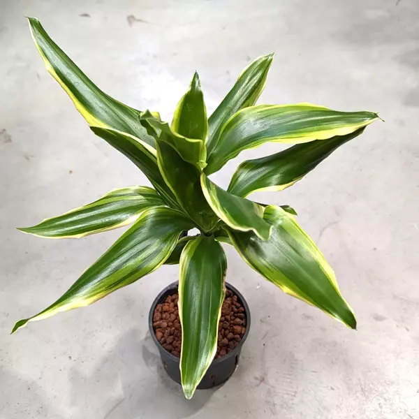 Dracena Fragrans Golden 40 cm MK11/9