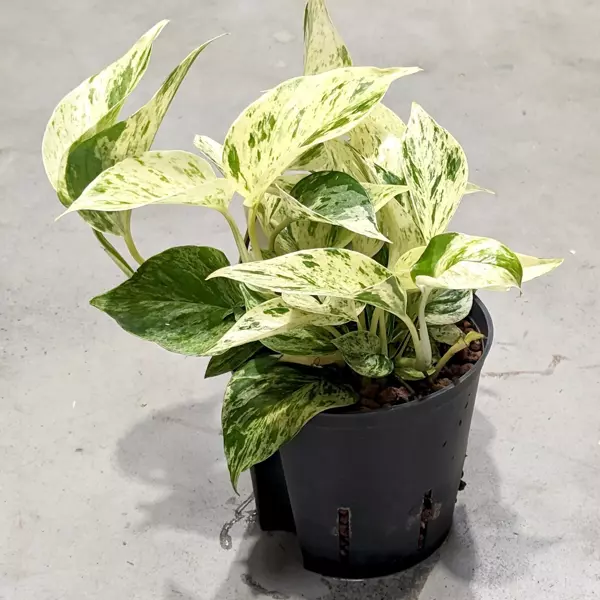 Scindapsus marble queen MK13/12 w hydroponice