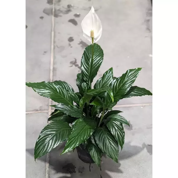 Skrzydłokwiat Spathiphyllum hybriden 60 cm MK15/19